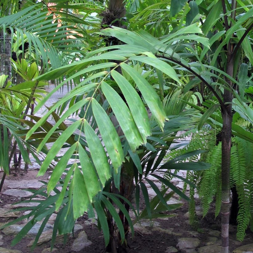 Veitchia vitiensis - Palmier (Feuillage)