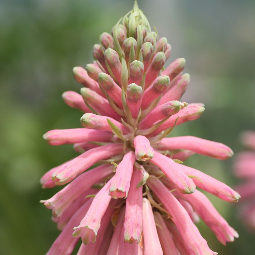 Veltheimia bracteata - Lys des forêts (Floraison)