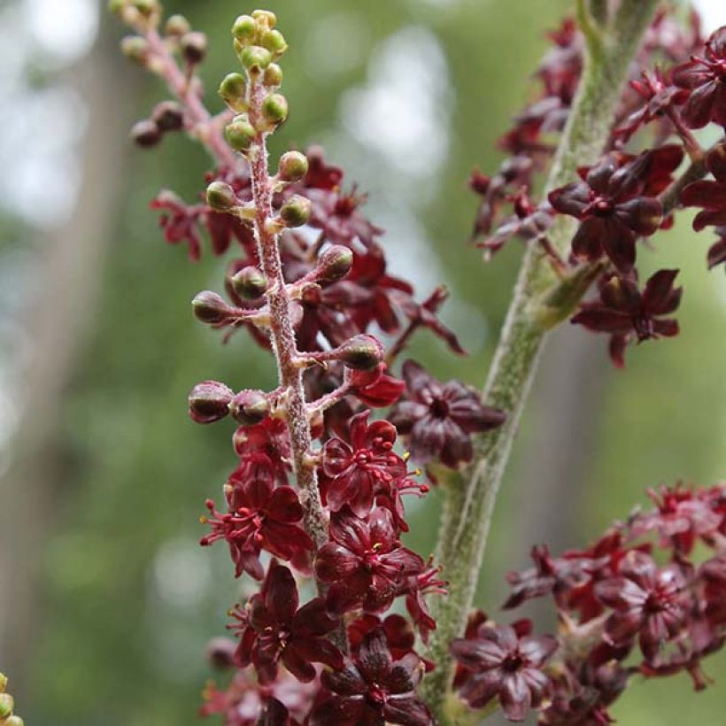 Veratrum nigrum - Vératre noir (Floraison)