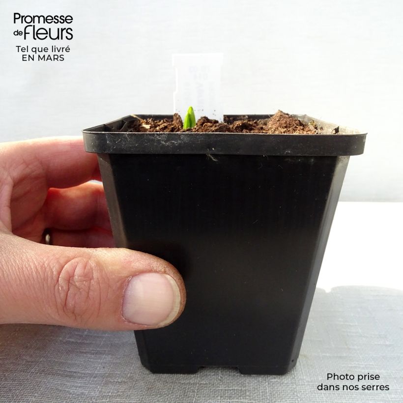Spécimen de Veratrum nigrum - Vératre noir Godet de 9cm tel que livré au printemps