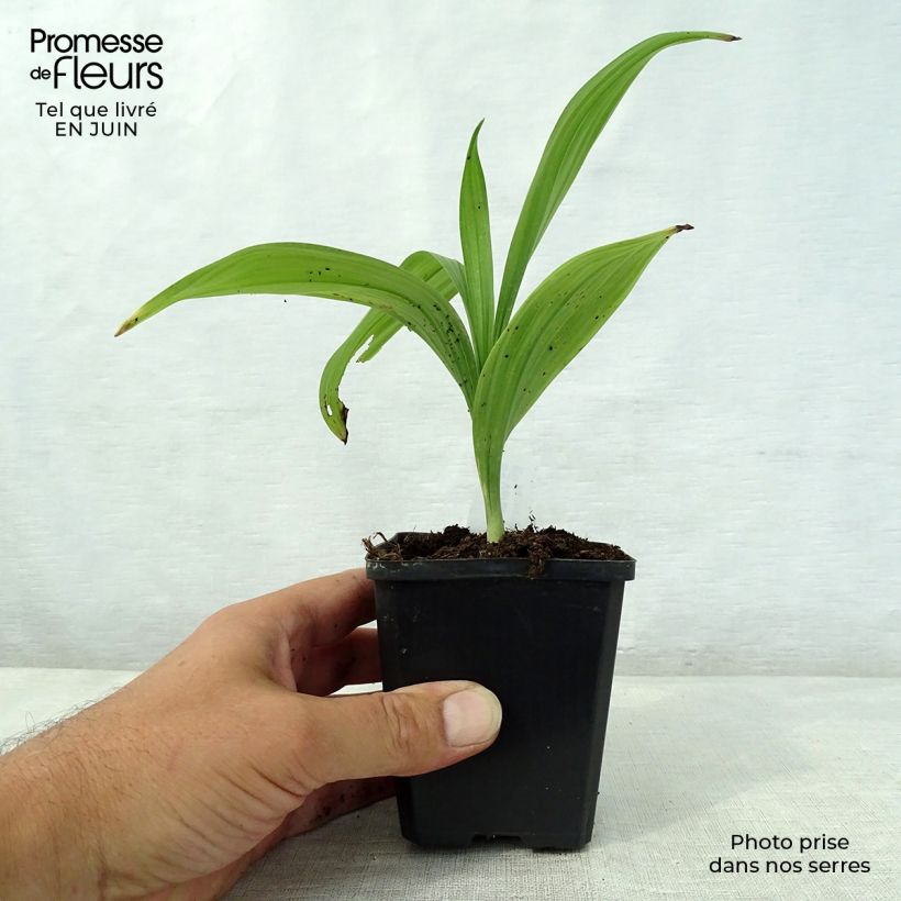 Example of Veratrum nigrum - Vératre noir as you get in ete