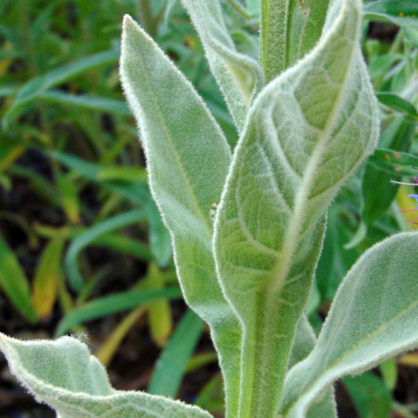 Verbascum thapsus - Molène Bouillon blanc (Feuillage)