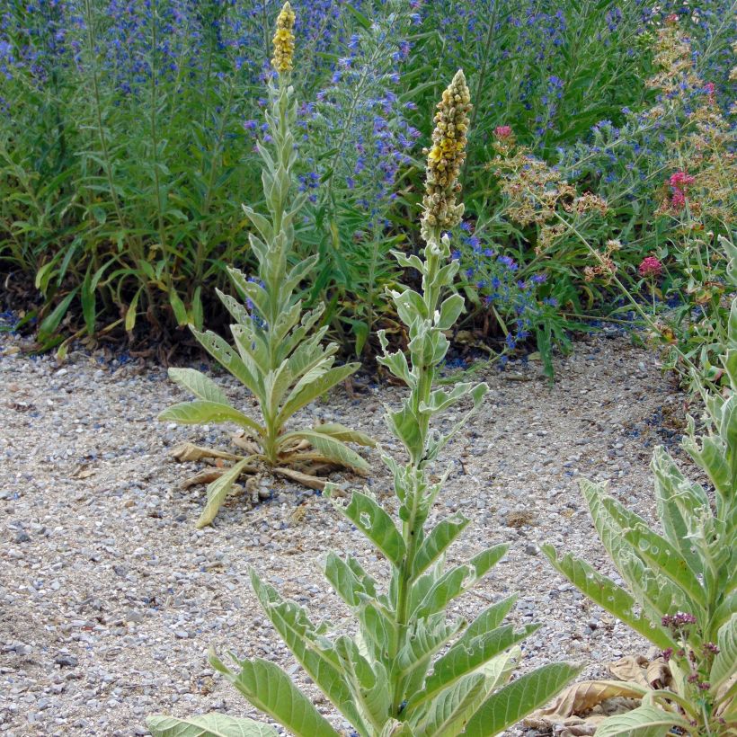 Verbascum thapsus - Molène Bouillon blanc (Port)