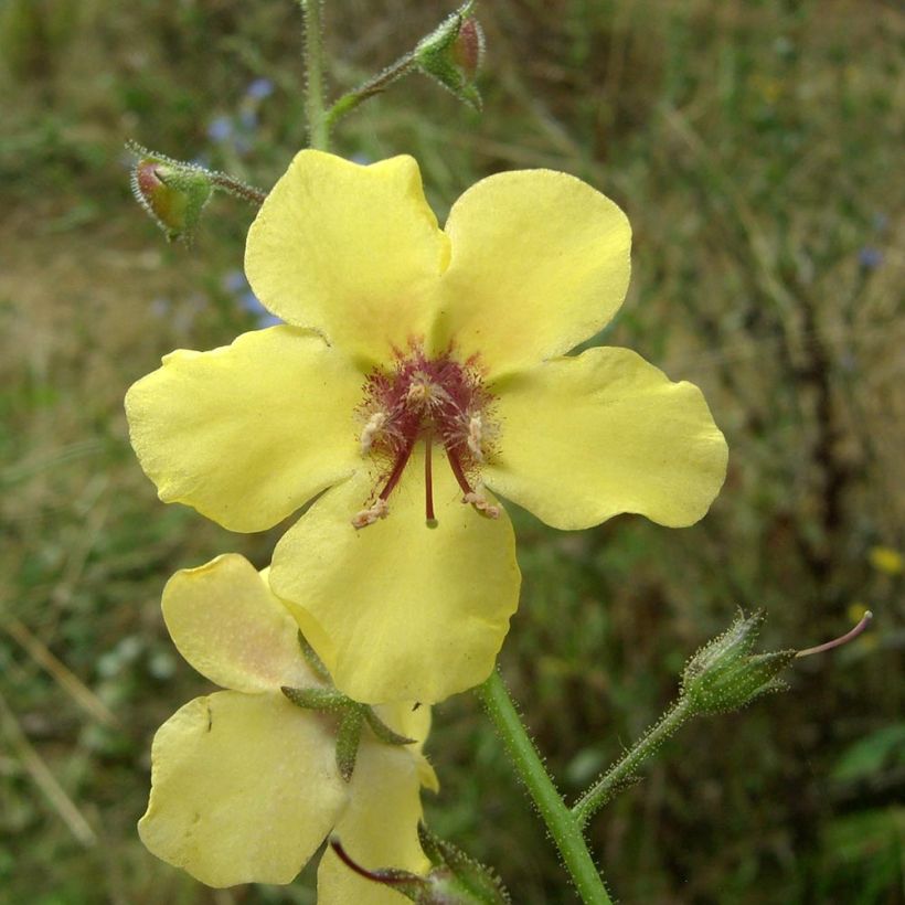 Verbascum Gainsborough – Molène Gainsborough (Floraison)