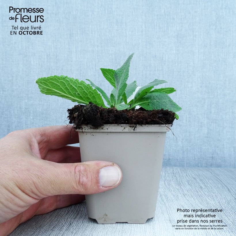 Spécimen de Verbascum Gainsborough – Molène Gainsborough Godet de 8/9 cm tel que livré en automne