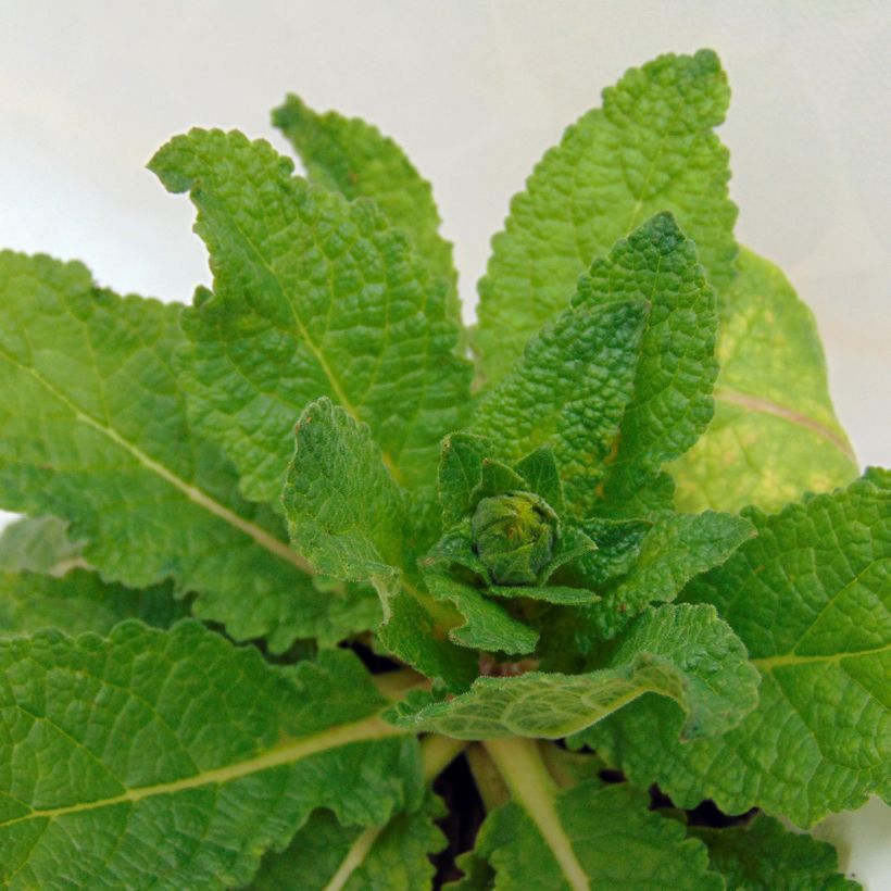 Verbascum Hybride Cotswold Queen (Feuillage)