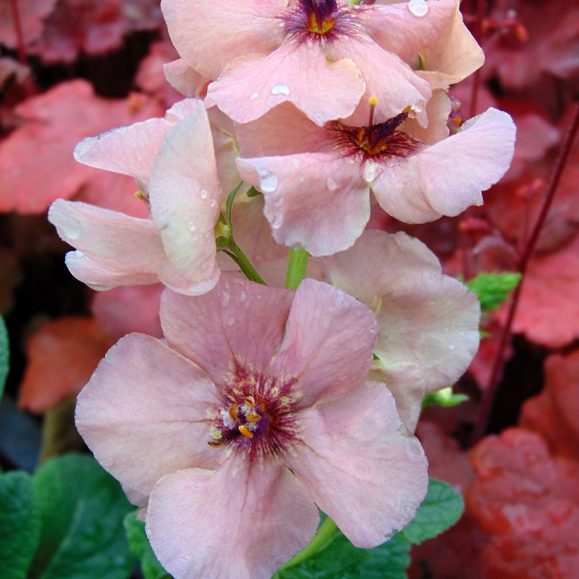 Verbascum Hybride Jackie (Floraison)