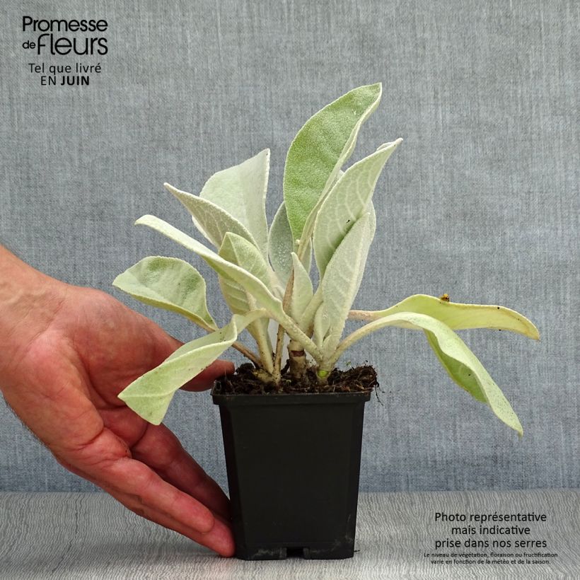 Spécimen de Verbascum Polarsommer - Molène argentée Godet de 8/9 cm tel que livré en été