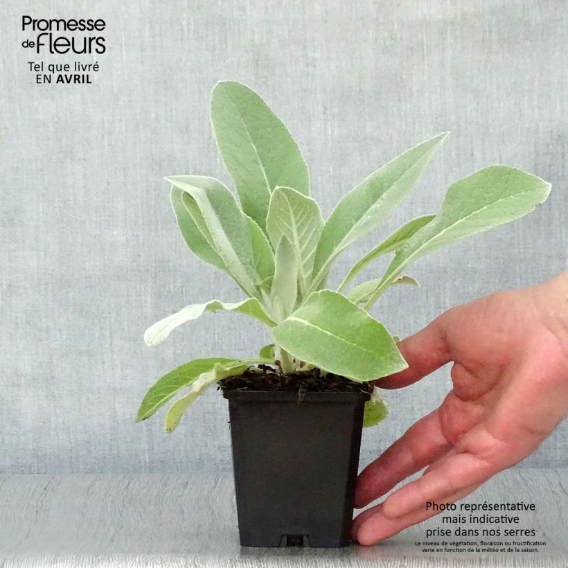Spécimen de Verbascum Polarsommer - Molène argentée Godet de 9cm tel que livré au printemps
