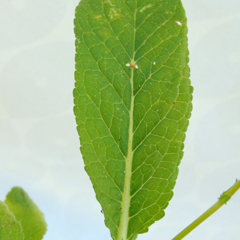 Verbascum Rosie - Molène hybride. (Feuillage)