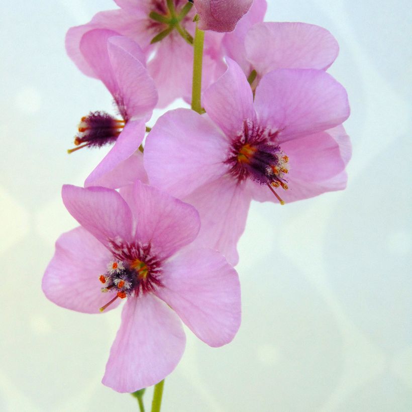 Verbascum Rosie - Molène hybride. (Floraison)