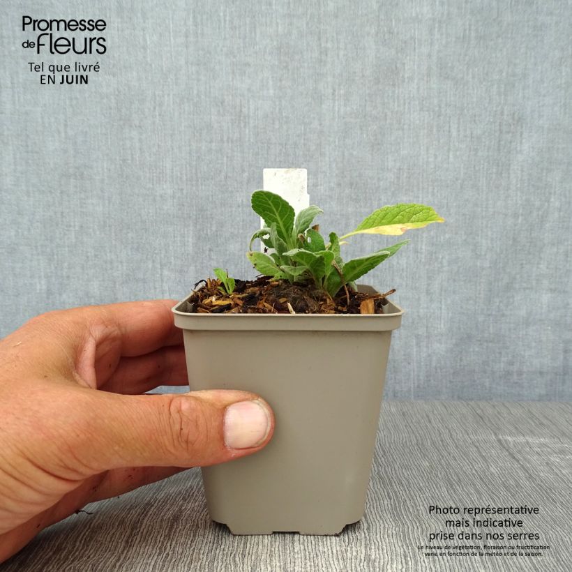 Spécimen de Verbascum Rosie - Molène hybride. Godet de 8/9 cm tel que livré en été