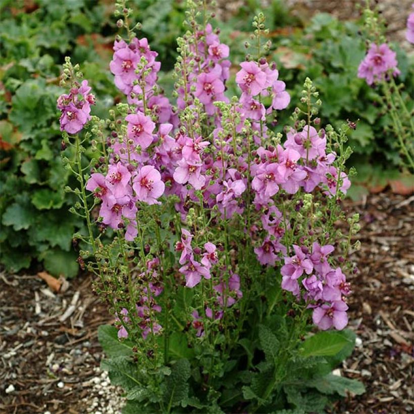 Verbascum Sugar Plum - Molène hybride (Port)