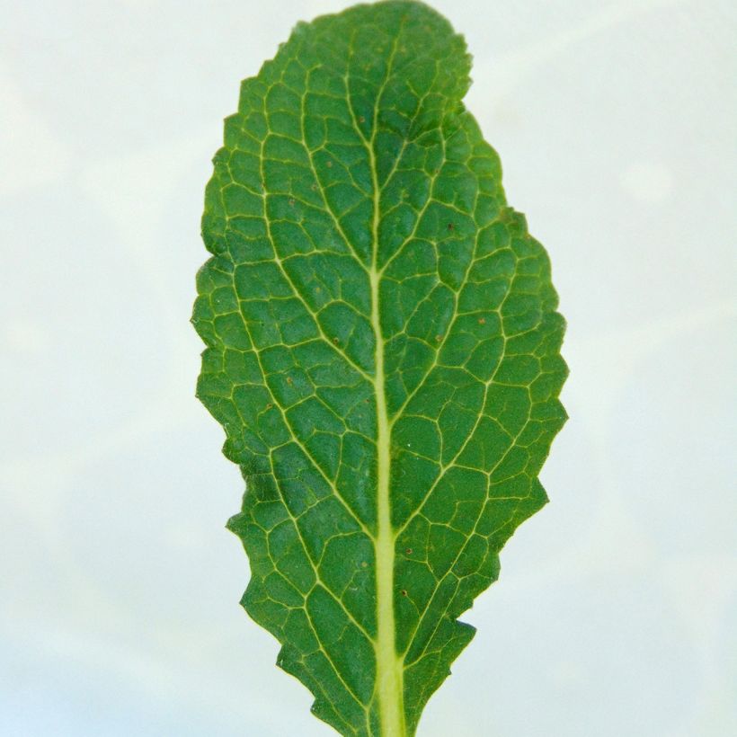 Verbascum Sugar Plum - Molène hybride (Feuillage)