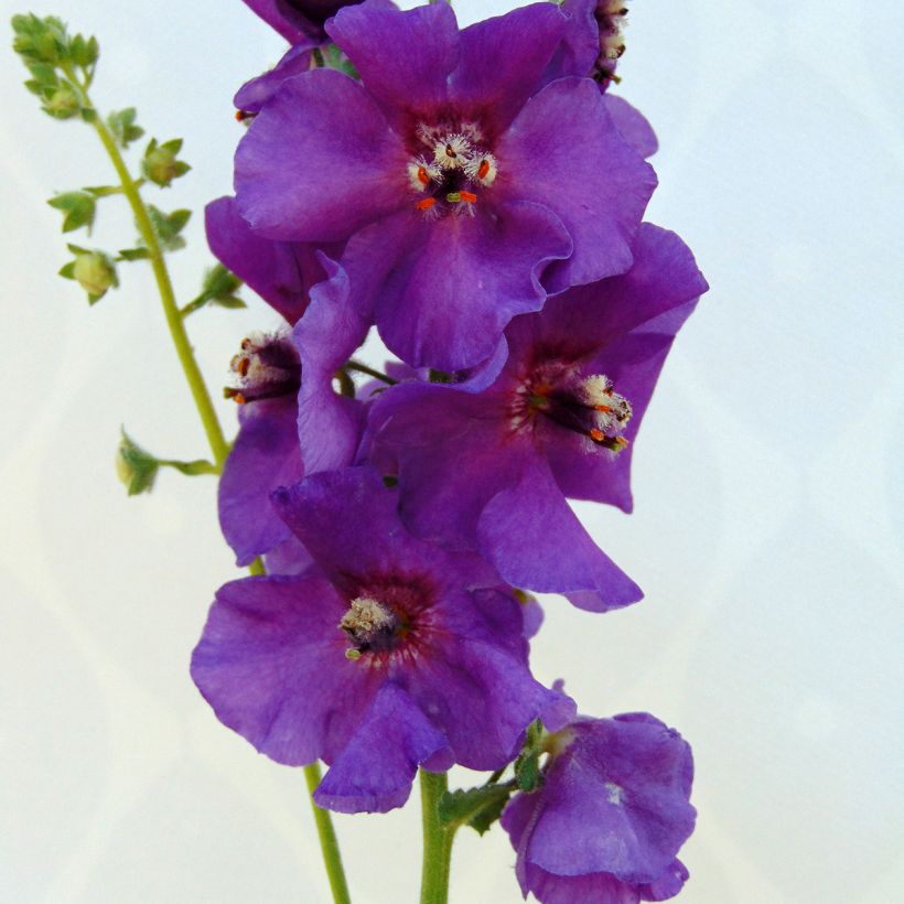 Verbascum Sugar Plum - Molène hybride (Floraison)