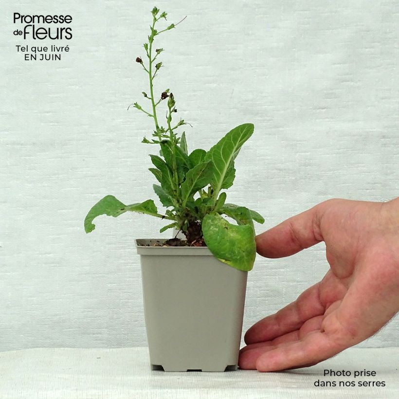 Spécimen de Verbascum Sugar Plum - Molène hybride Godet de 8/9 cm tel que livré en été