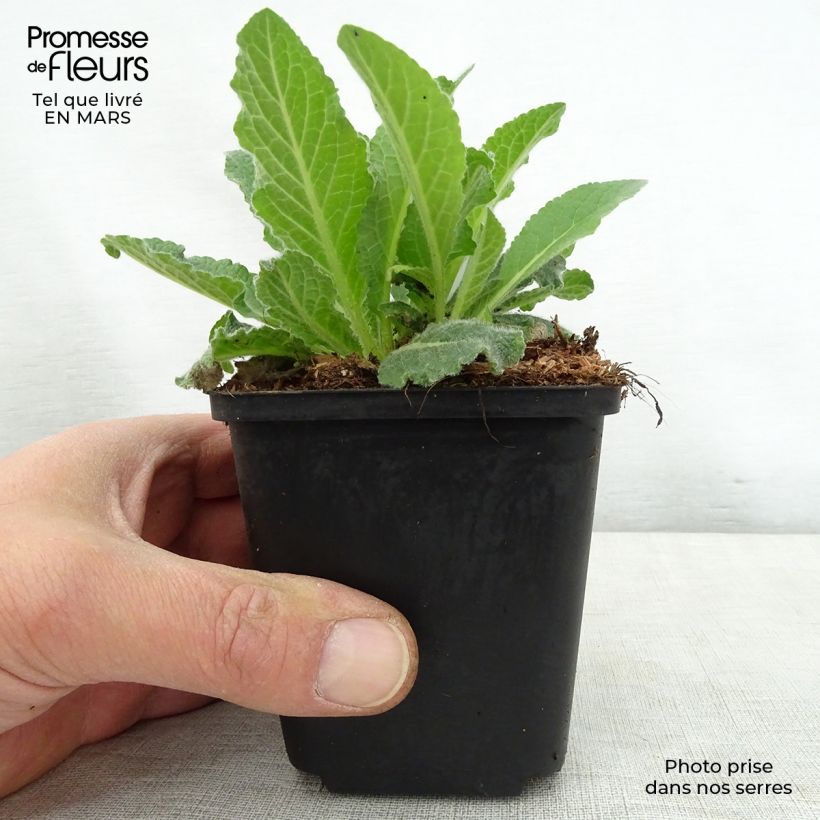 Spécimen de Verbascum Sugar Plum - Molène hybride Godet de 8/9 cm tel que livré au printemps