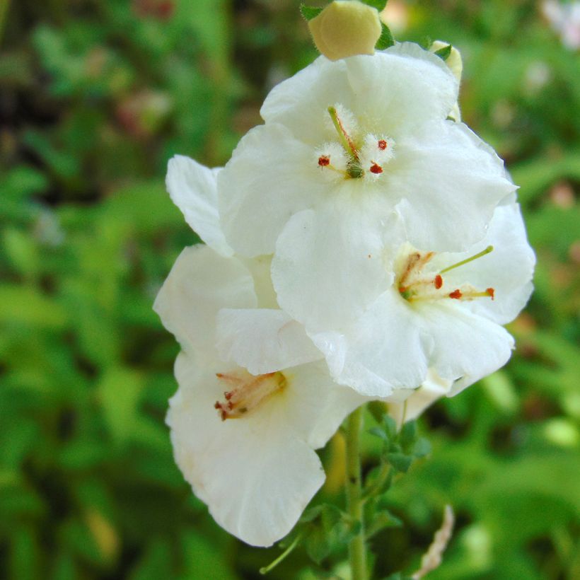 Verbascum White Domino - Molène hybride (Floraison)
