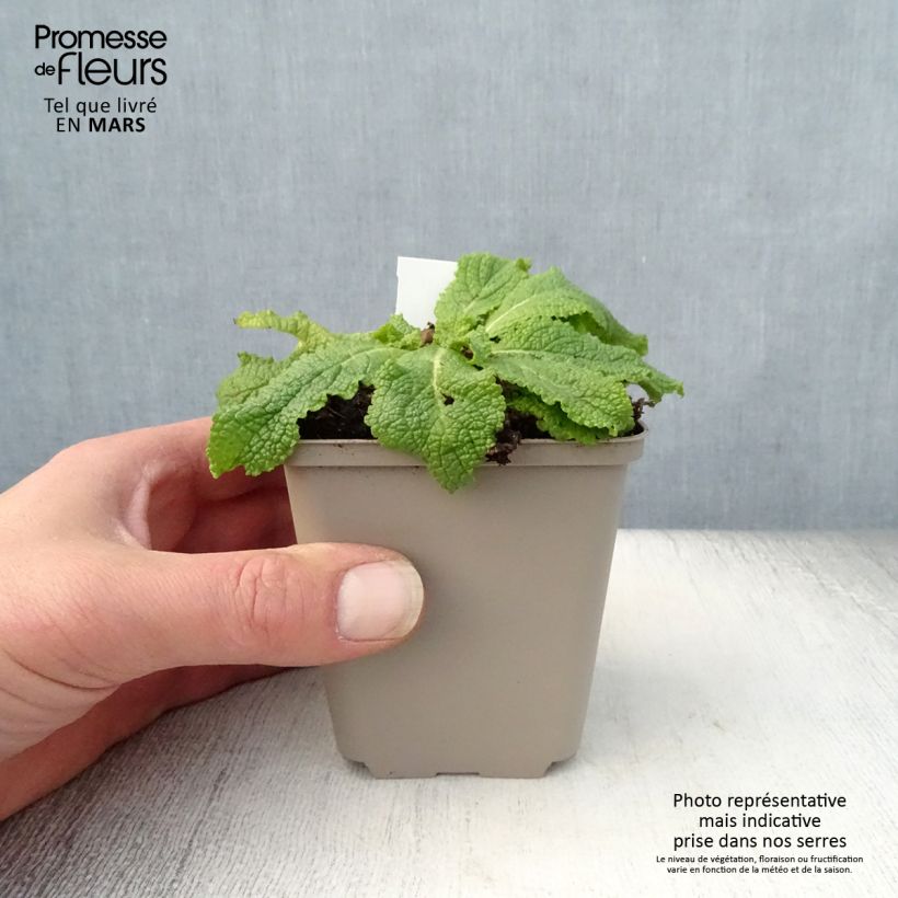 Spécimen de Verbascum White Domino - Molène hybride Godet de 9cm tel que livré au printemps