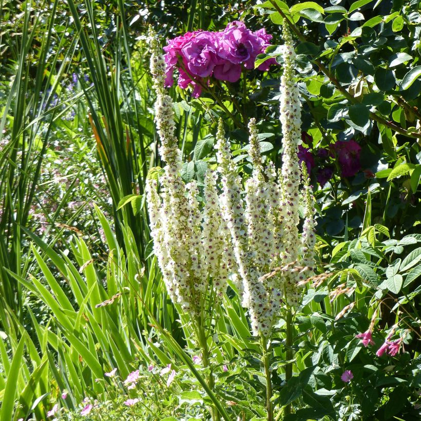 Verbascum chaixii Album - Molène de Chaix (Port)