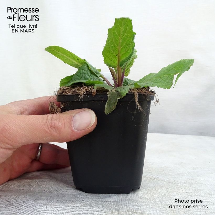 Spécimen de Verbascum chaixii Album - Molène de Chaix Godet de 9cm tel que livré au printemps