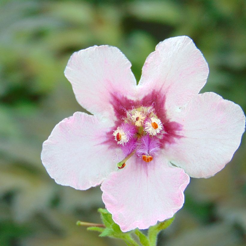 Verbascum hybride Pink Domino - Molène hybride (Floraison)