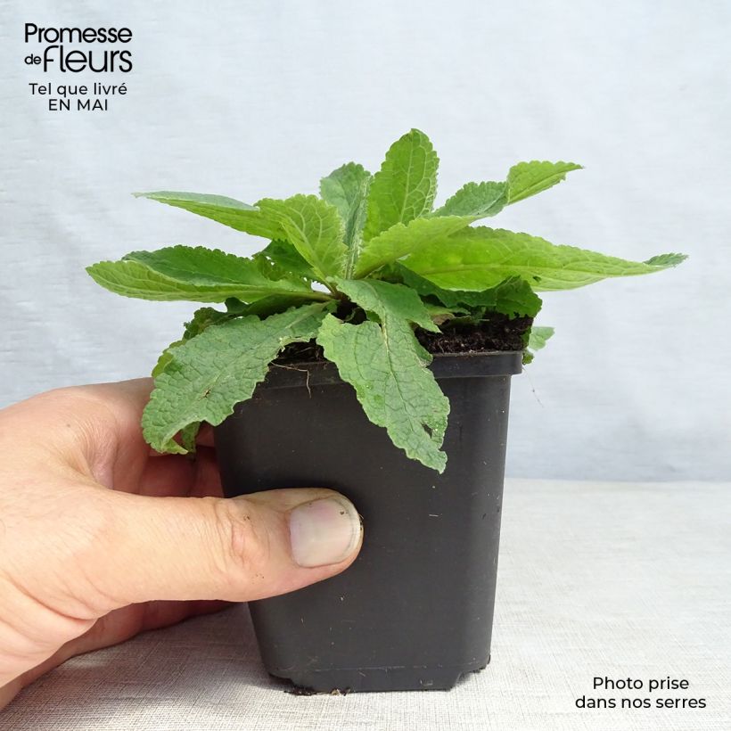 Spécimen de Verbascum hybride Pink Domino - Molène hybride tel que livré au printemps
