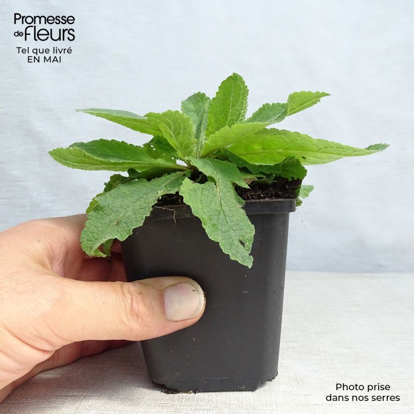Spécimen de Verbascum hybride Pink Domino - Molène hybride Godet de 9cm tel que livré au printemps