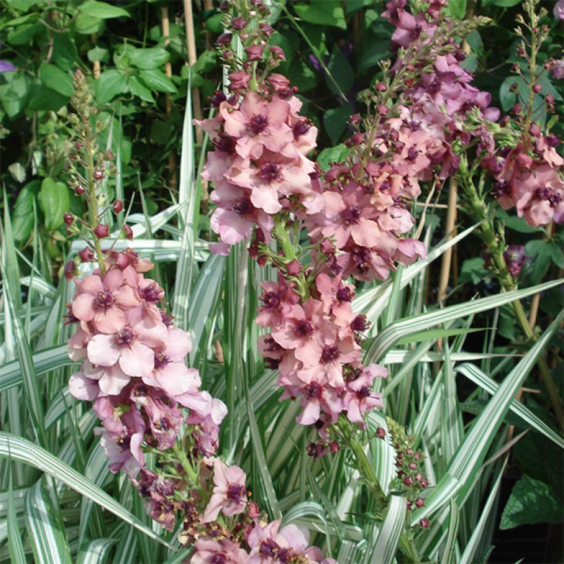 Verbascum hybride Southern Charm - Molène (Floraison)