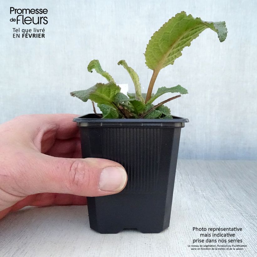 Spécimen de Verbascum hybride Southern Charm - Molène Godet de 8/9 cm tel que livré en hiver