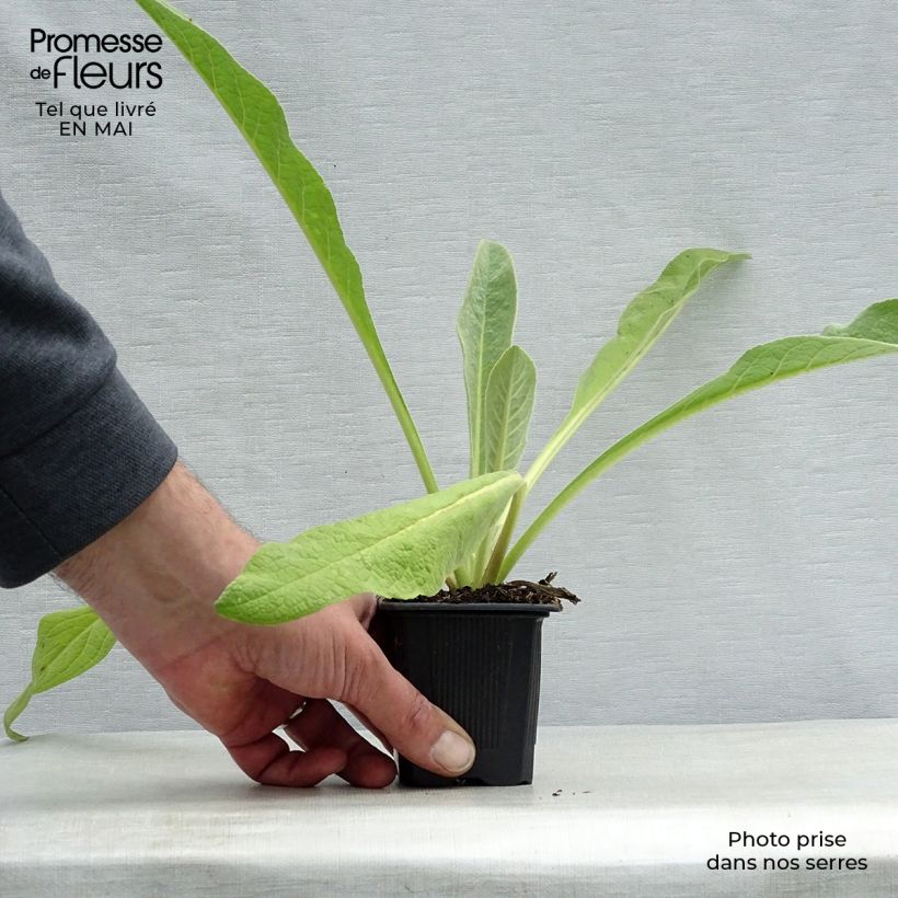 Spécimen de Verbascum olympicum - Molène d'Olympe Godet de 8 cm tel que livré au printemps