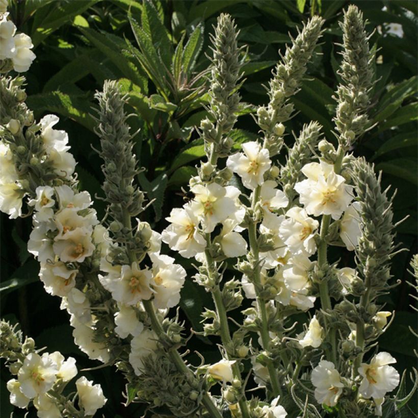 Verbascum phlomoides Spica - Molène blanche (Floraison)