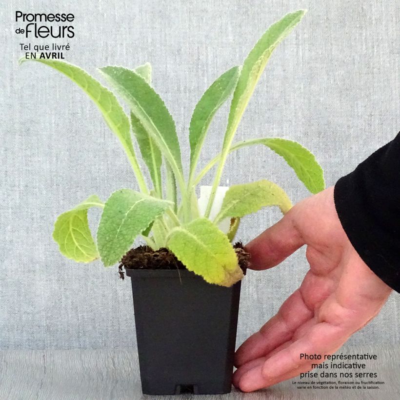 Spécimen de Verbascum phlomoides Spica - Molène blanche Godet de 9cm tel que livré au printemps