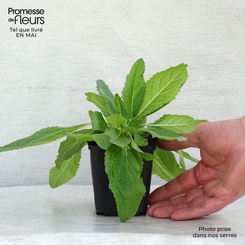 Spécimen de Verbascum phoeniceum Flush of White - Molène Godet de 9cm tel que livré au printemps