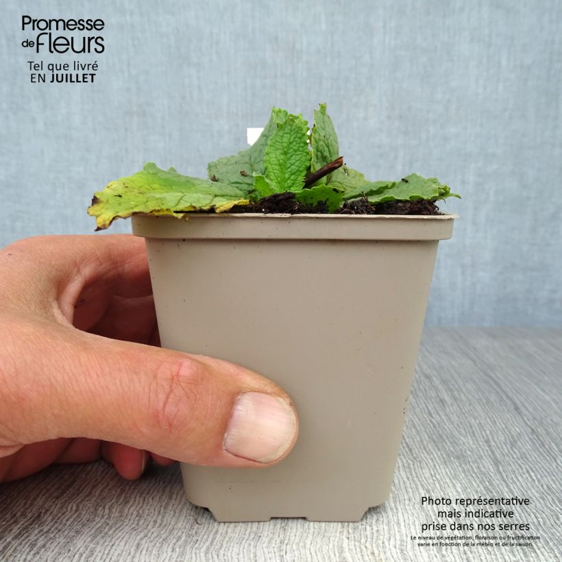 Spécimen de Verbascum phoeniceum Flush of White - Molène Godet de 8/9 cm tel que livré en été