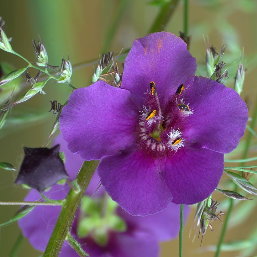 Verbascum phoeniceum Violetta - Molène (Floraison)