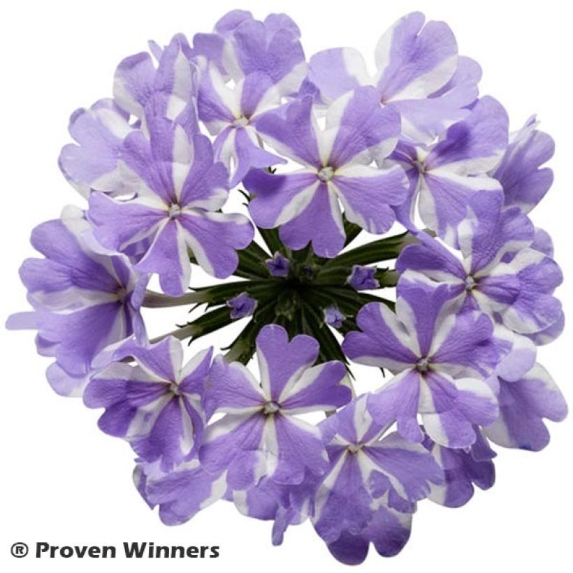 Verveine Virgo Lavender Star (Floraison)