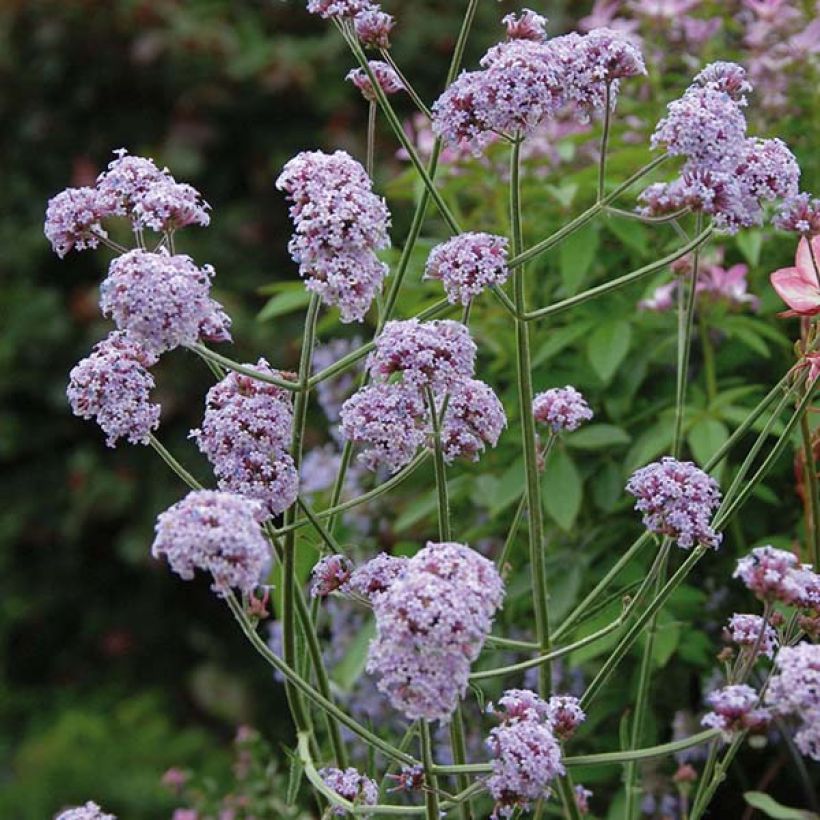 Verbena bonariensis Cloud - Verveine de Buenos Aires (Floraison)