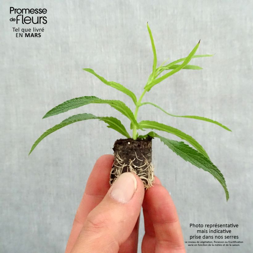 Spécimen de Verbena bonariensis Cloud - Verveine de Buenos Aires Mini-motte 2,5 cm tel que livré au printemps