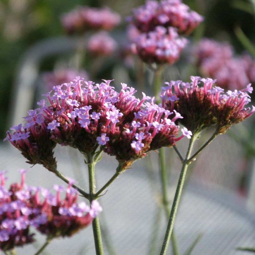 Verbena bonariensis Lollipop - Verveine de Buenos Aires naine (Floraison)