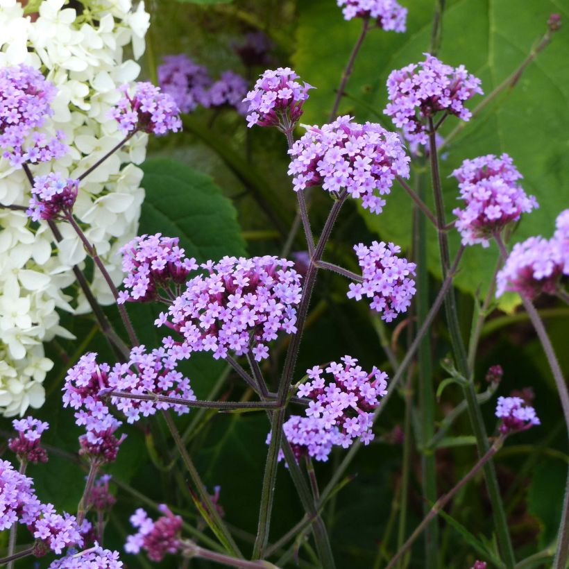 Verbena bonariensis Lollipop - Verveine de Buenos Aires naine (Port)