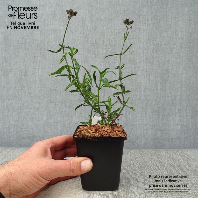 Spécimen de Verbena bonariensis Lollipop - Verveine de Buenos Aires naine Godet de 8/9 cm tel que livré en automne