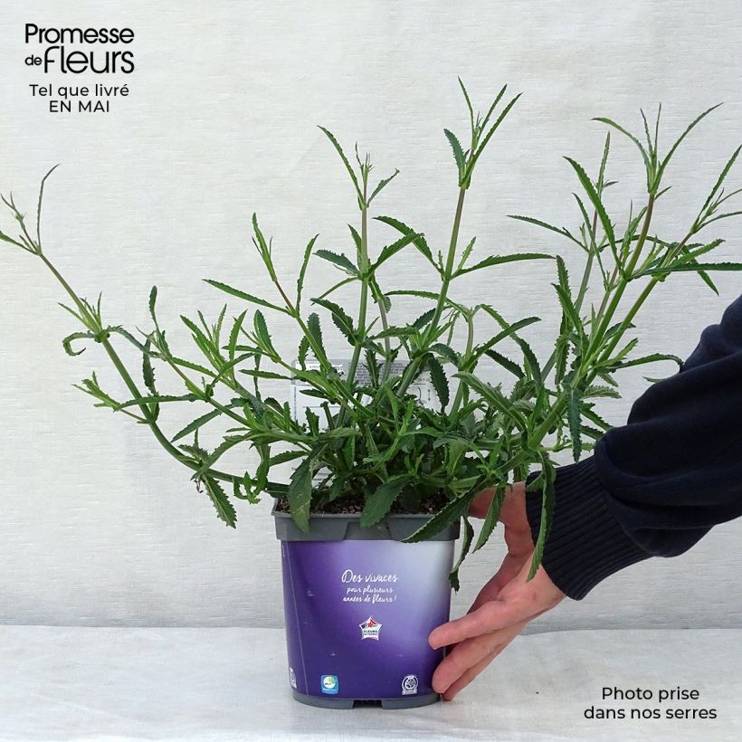 Spécimen de Verbena bonariensis Lollipop - Verveine de Buenos Aires naine Pot de 2L/3L tel que livré au printemps