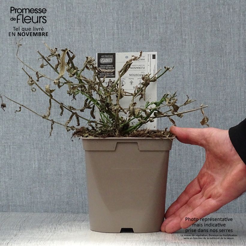 Spécimen de Verbena bonariensis Lollipop - Verveine de Buenos Aires naine Pot de 2L/3L tel que livré en automne