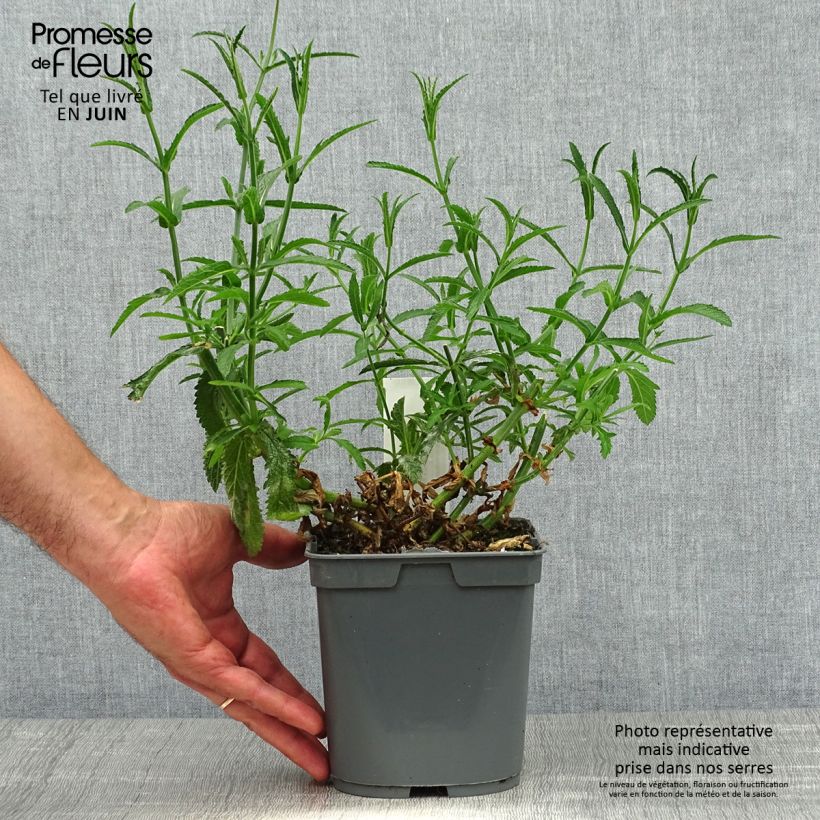 Spécimen de Verbena bonariensis Lollipop - Verveine de Buenos Aires naine Pot de 2L/3L tel que livré en été