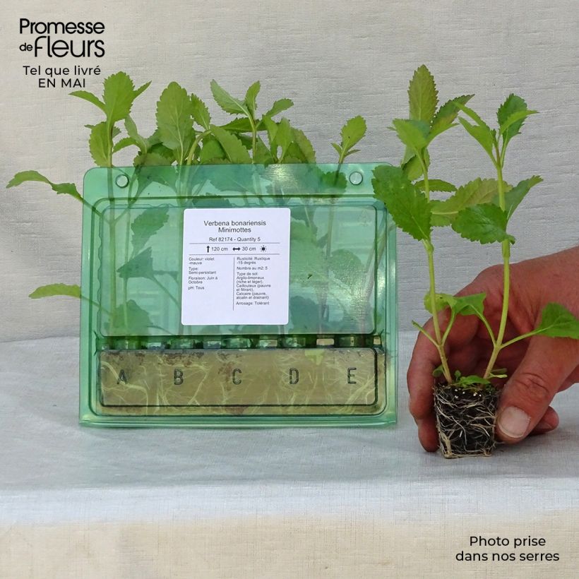 Spécimen de Verbena bonariensis - Verveine de Buenos Aires Mini-motte Ø 3/4 cm, Livré en plant vert de 5 à 10 cm de hauteur tel que livré au printemps