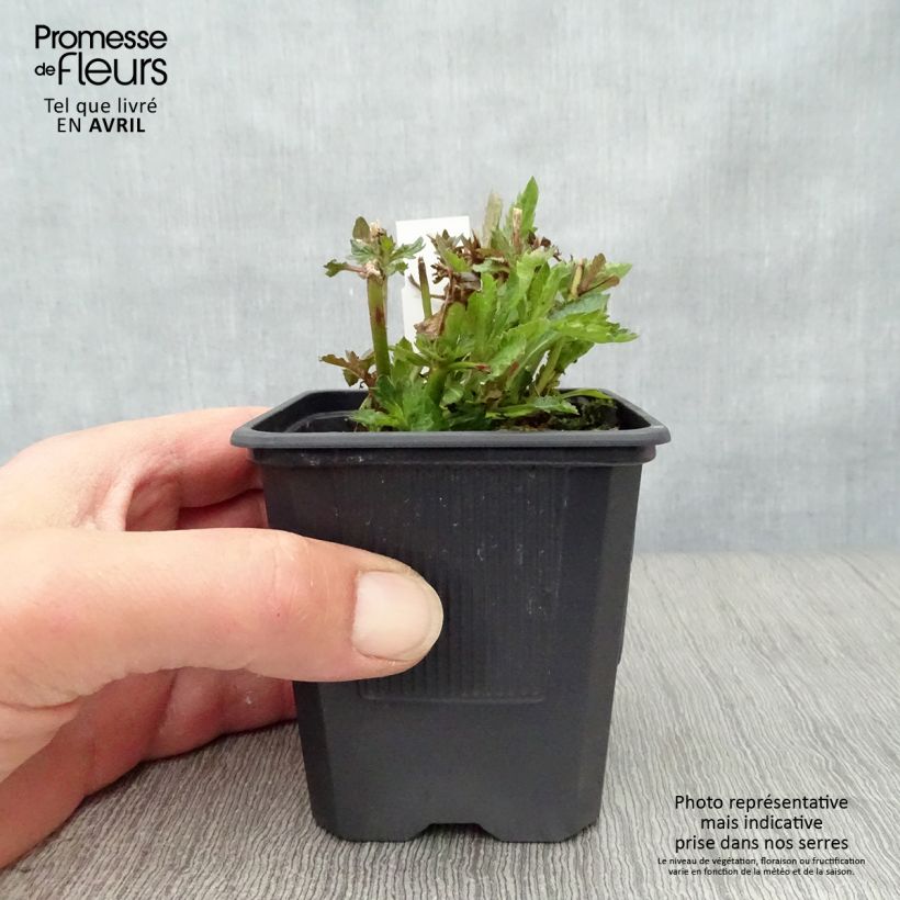Spécimen de Verbena bonariensis - Verveine de Buenos Aires Godet de 8/9 cm tel que livré au printemps