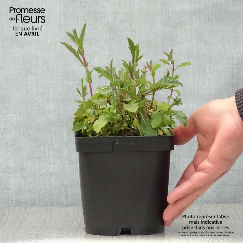 Spécimen de Verbena bonariensis - Verveine de Buenos Aires tel que livré au printemps