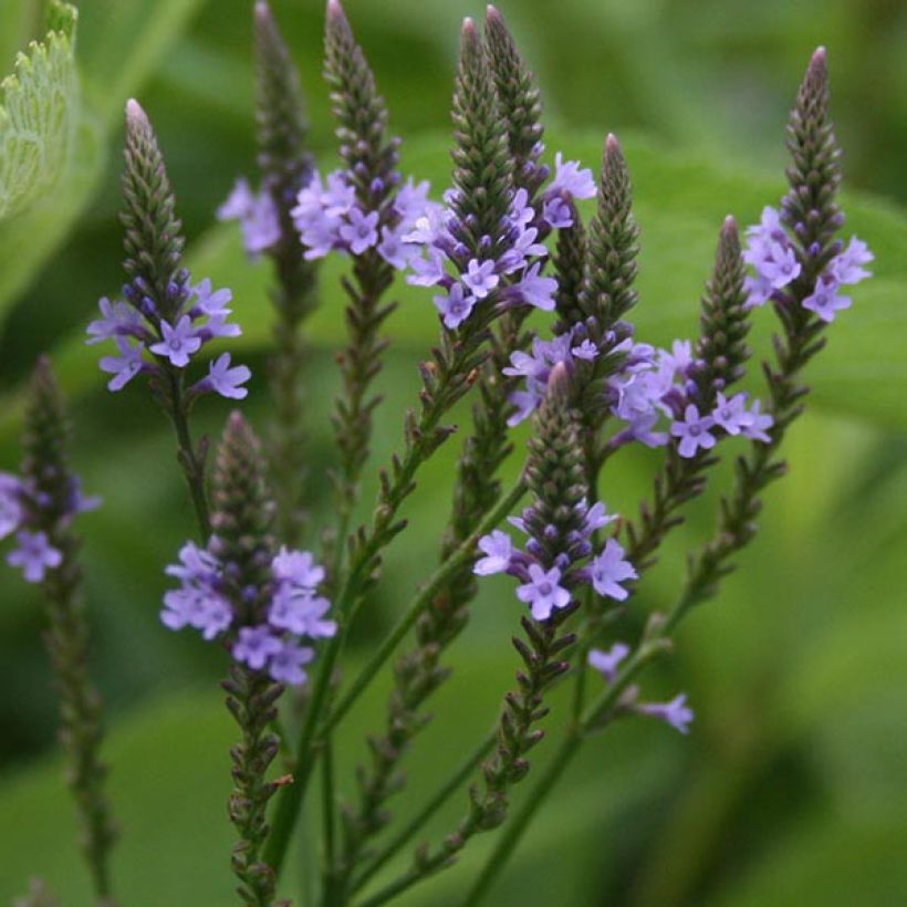 Verveine - Verbena hastata (Floraison)