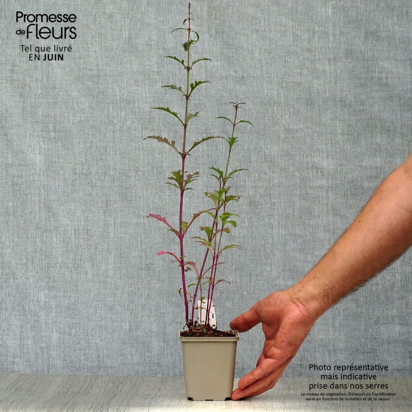 Spécimen de Verbena officinalis Bampton - Verveine officinale Godet de 8/9 cm tel que livré en été